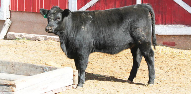 Carnahan family Rand show cattle every year