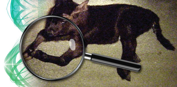 arthropryposis multiples (AM) or curly calf