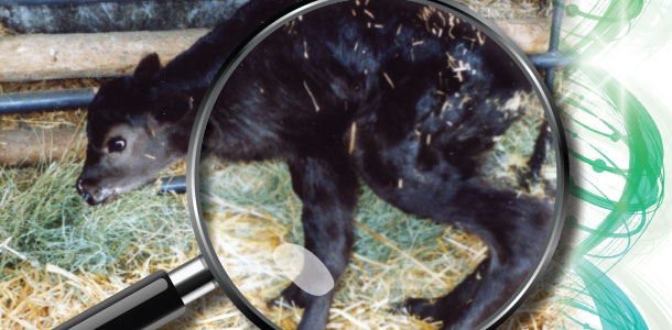 contractural arachnodactyly (CA) or fawn calf