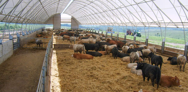 covered feedlots