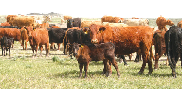 cattle in pasture