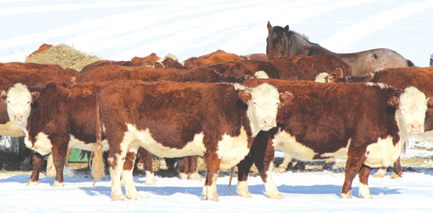 Cattle grazing