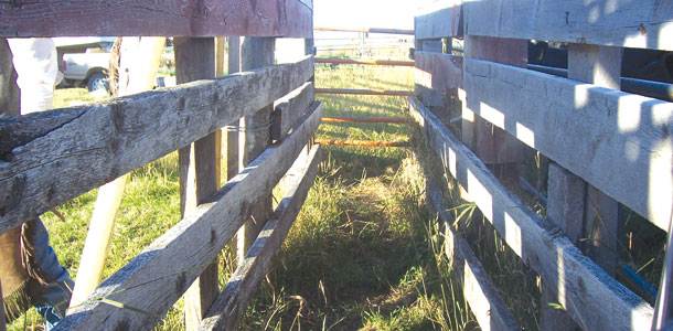 shadows in the chute