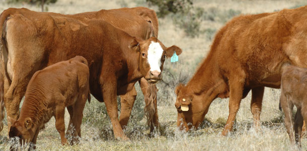 Rangeland and climate change