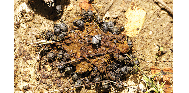 dung beetles on cow pie