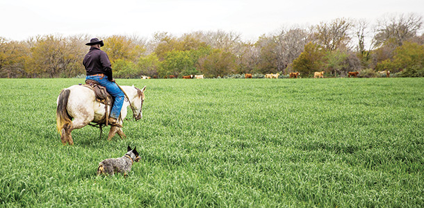 Cowboy checking herd