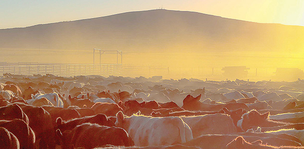 gathering cattle