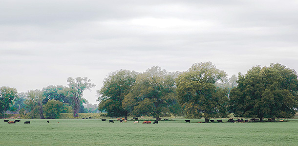 cattle grazing