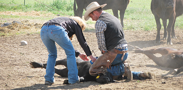 vaccinating calves