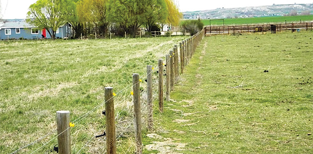 Grazed pasture