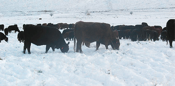 Swath grazing