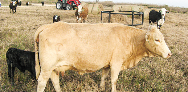 crossbred cow