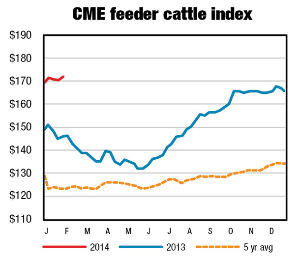 CME feeder cattle index