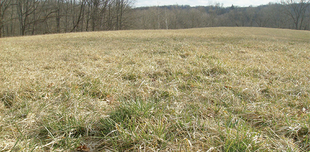 Pasture