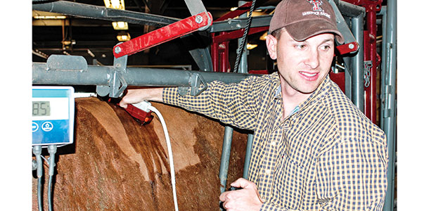 Ultrasound to measure beef quality on the hoof