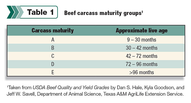 Table 1: Beef carcass maturity groups