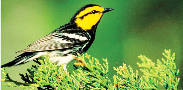 Golden-cheeked warbler