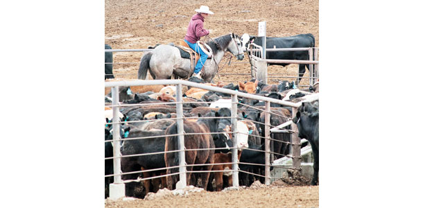 Working cattle