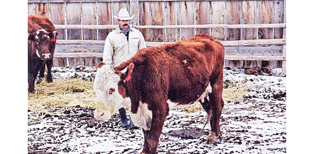 Pressure cattle