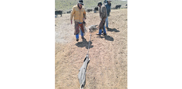 Inner tube for branding calves