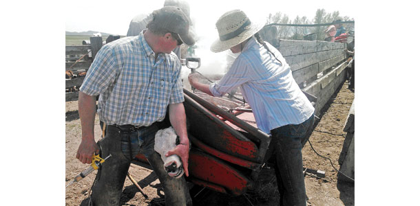 Table branding a calf