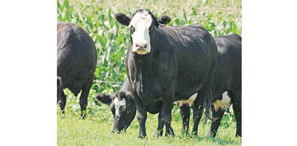 Cattle in pasture