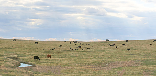 New calves at Wink Ranch