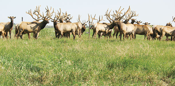 Elk are seeing more depredation hunts