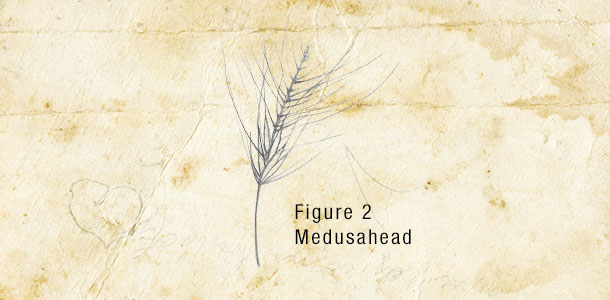 Medusahead