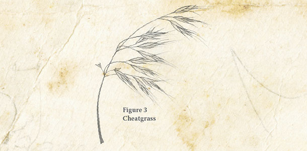 Cheatgress