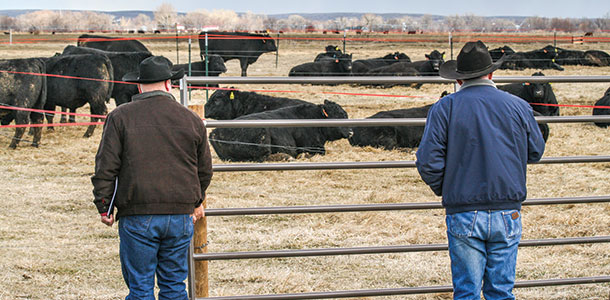Cow pens
