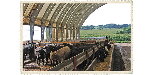 Cattle in a hoop building