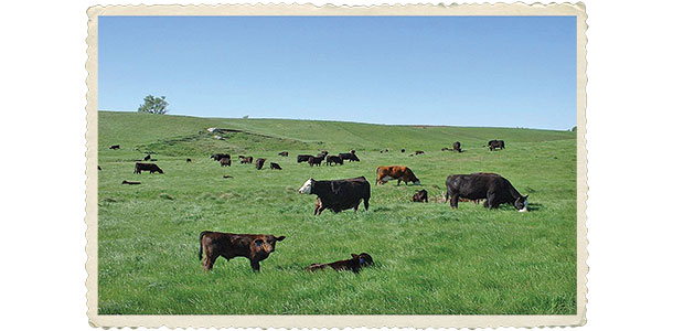 Cattle grazing on pasture