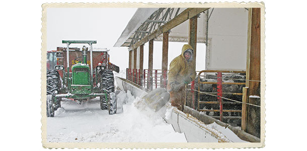 feeding in winter in a hoop building
