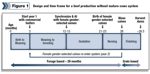 design and time frame for a beef production without mature cow system