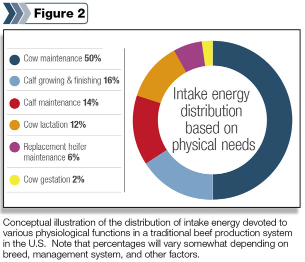 Intake energy distribution based on physical needs