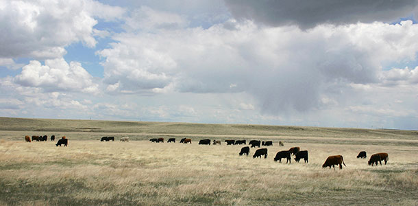 grazing cattle