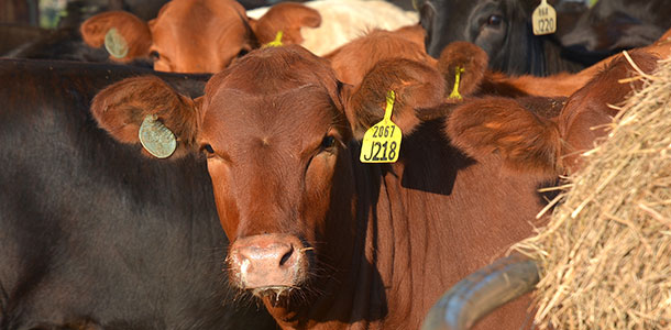 beef cattle