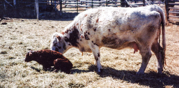 New calf