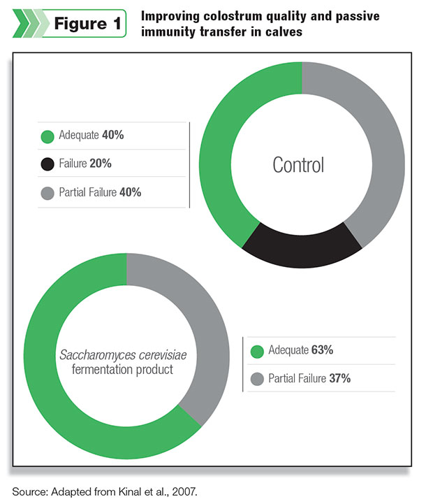 Improving colostrum quality