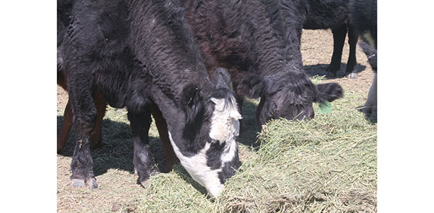 feeding late in the day