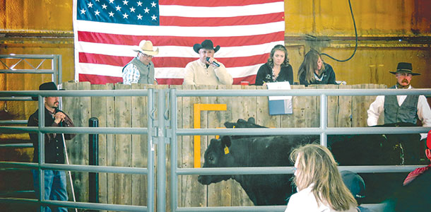 annual bull sale