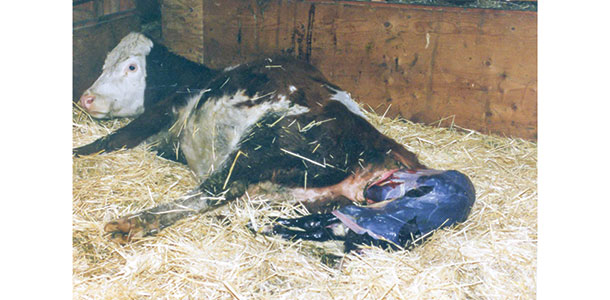 calving