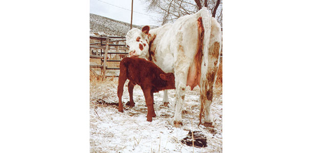 New calf eating