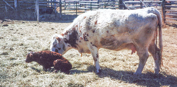 New calf getting up