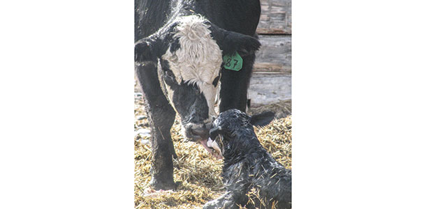 Cow with new calf