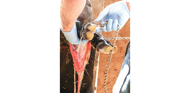 pulling a calf