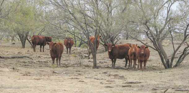 young heifers