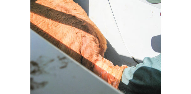 embryo transfer