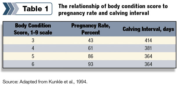 bocy condition score to preganancy rate and calving interval